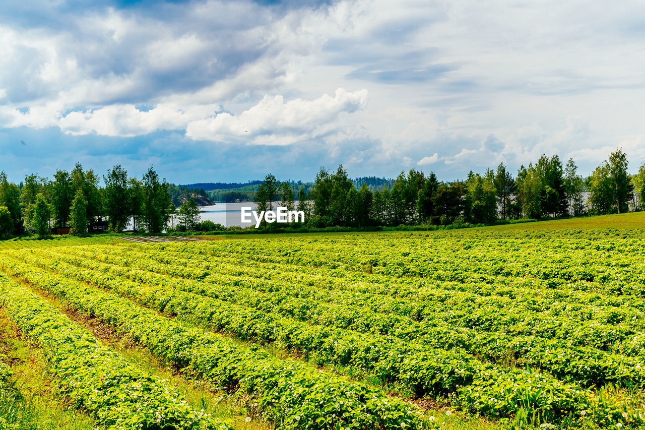 SCENIC VIEW OF LANDSCAPE AGAINST CLOUDY SKY