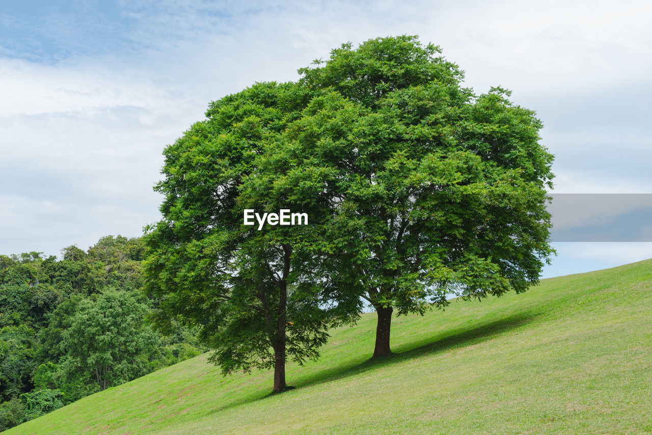 Trees on field against sky