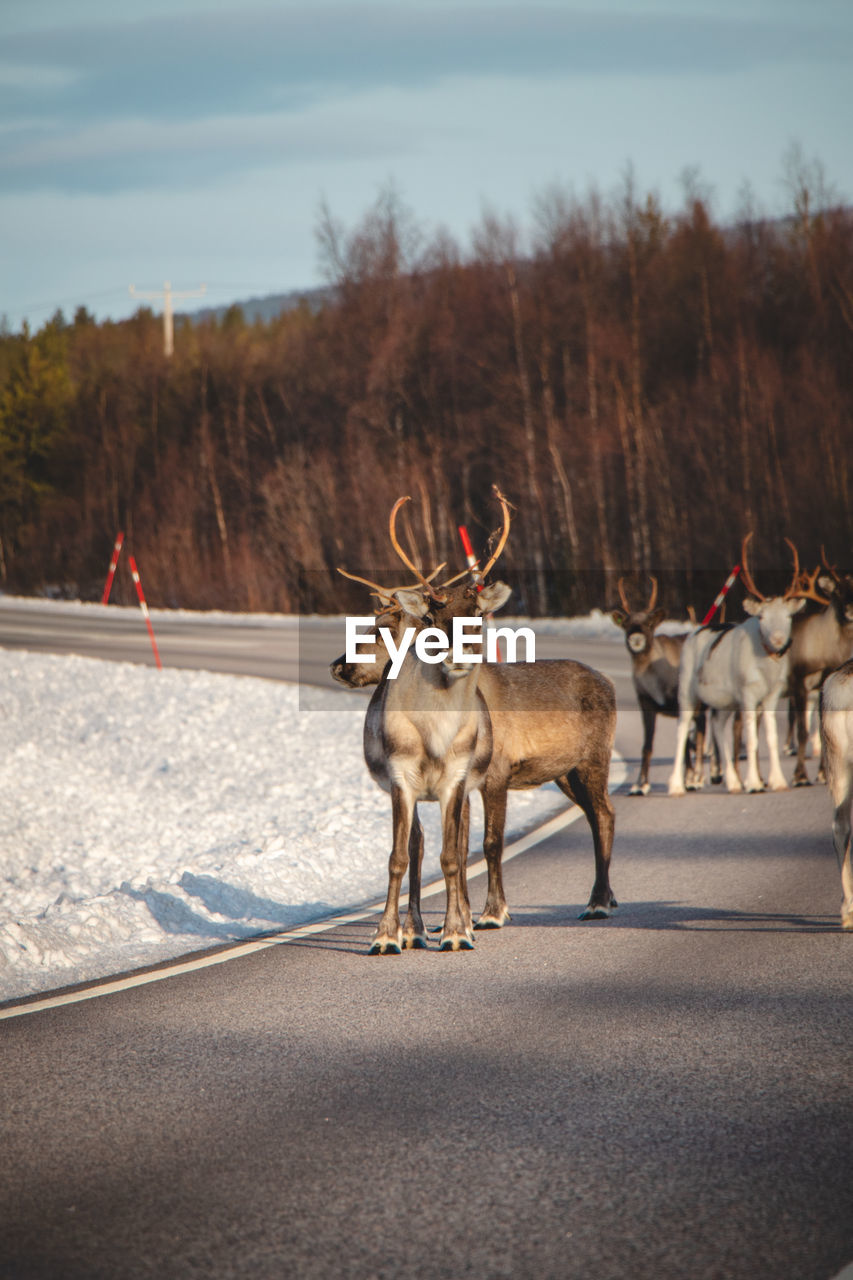 VIEW OF DEER ON ROAD