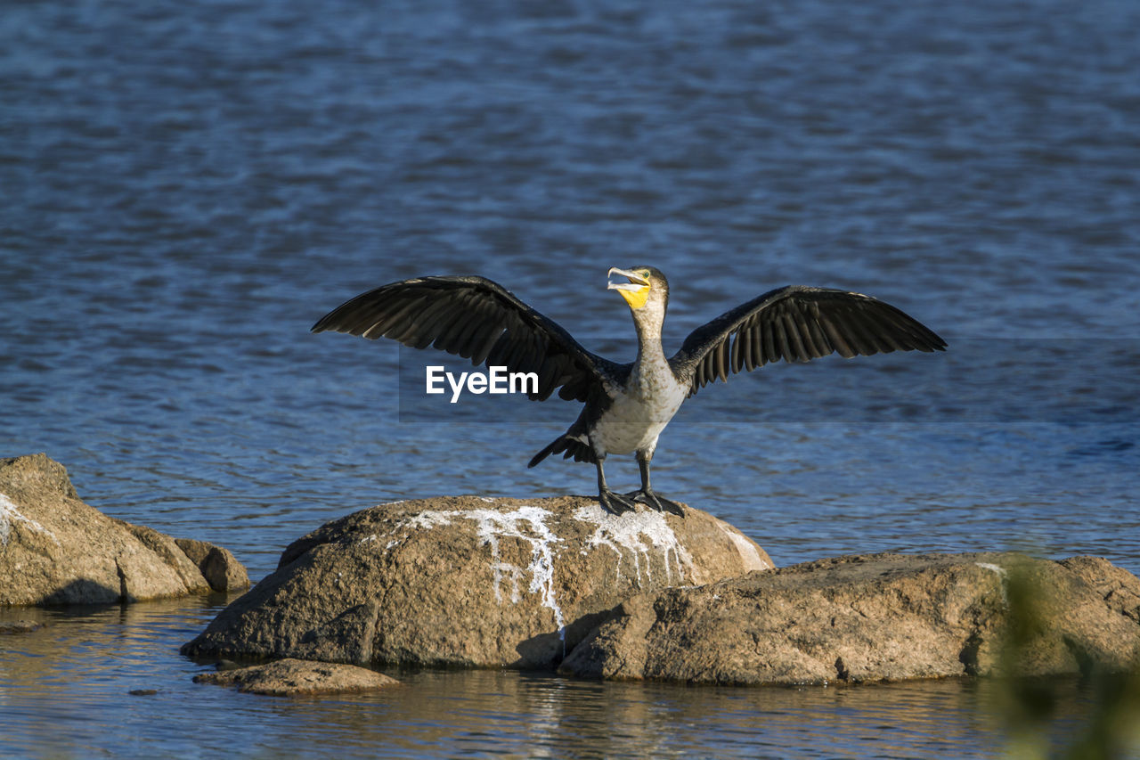 BIRDS FLYING OVER ROCKS