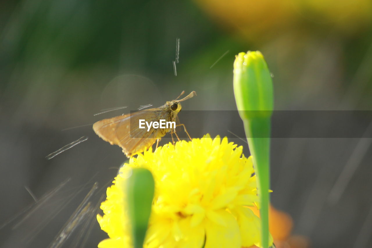 CLOSE-UP OF BUTTERFLY ON YELLOW FLOWER