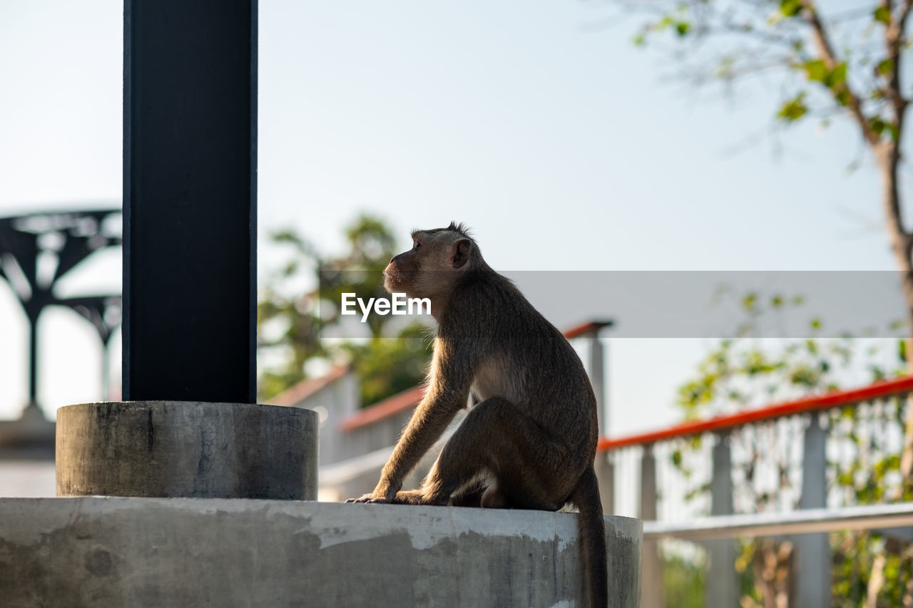 LOW ANGLE VIEW OF MONKEY ON METAL RAILING AGAINST SKY