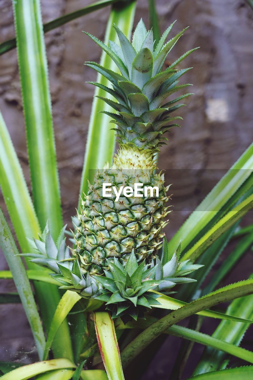 Close-up of fruits, of an pinneapple growing on plant