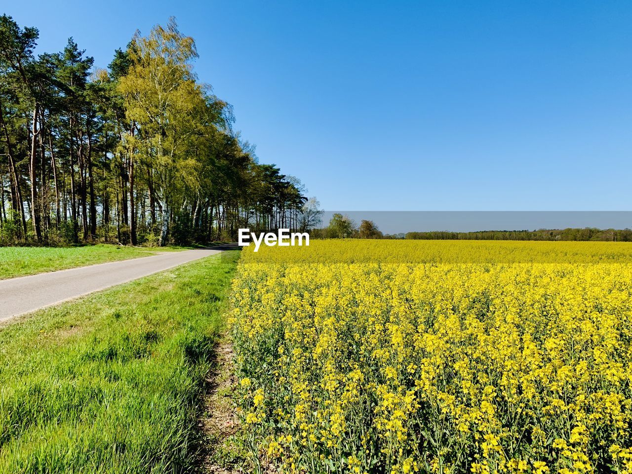 SCENIC VIEW OF OILSEED RAPE FIELD AGAINST SKY