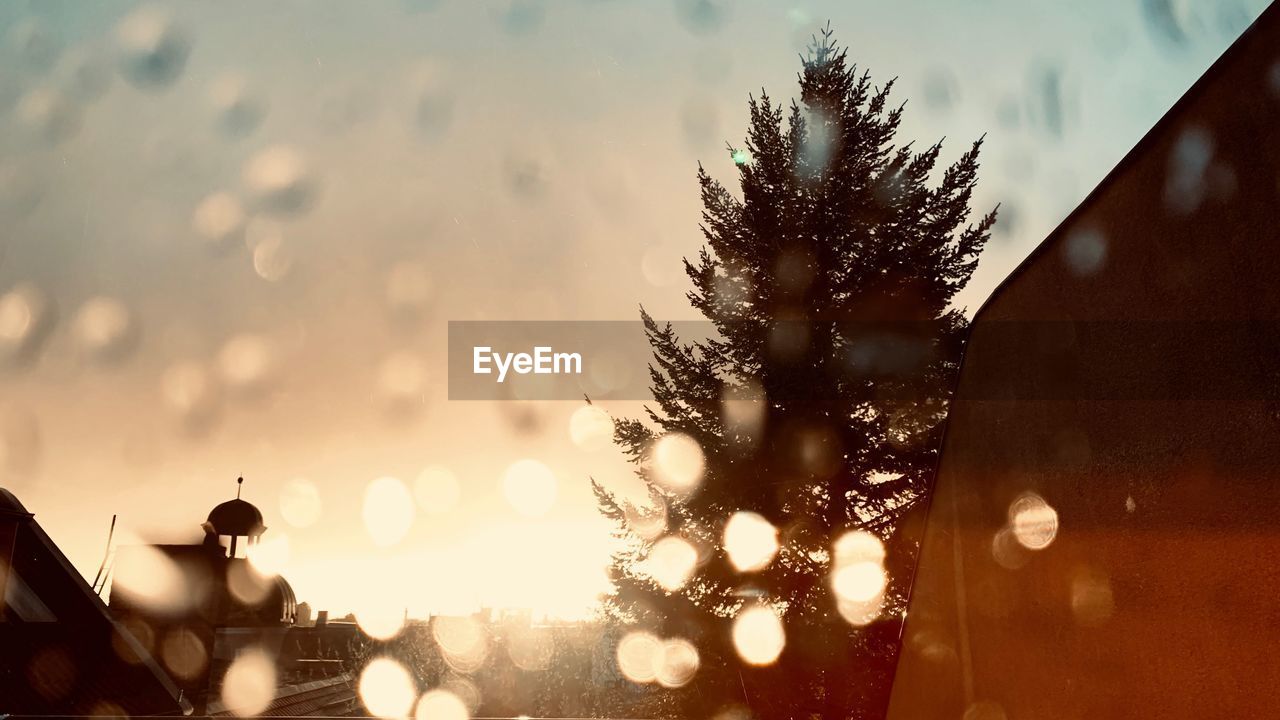 SILHOUETTE TREE AGAINST SKY DURING SUNSET