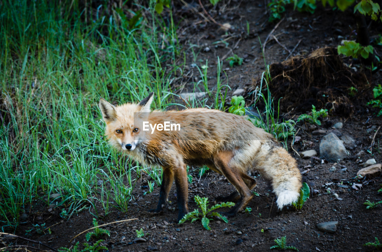 Side view of fox in grass