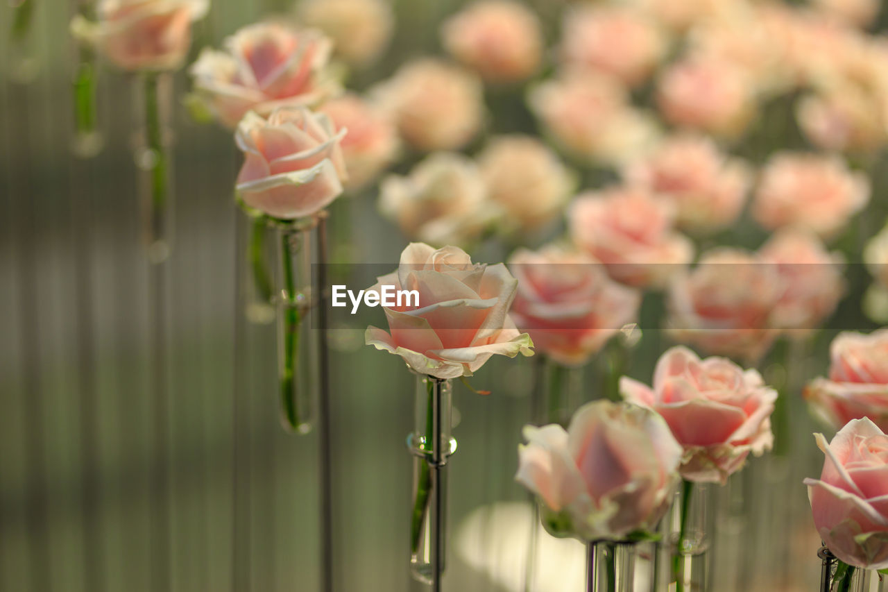 CLOSE-UP OF PINK ROSES