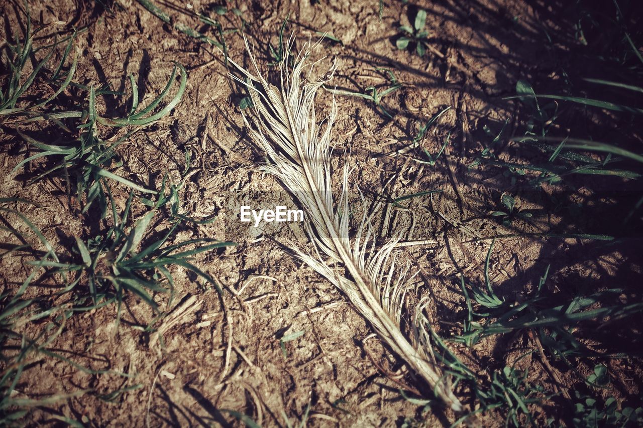 HIGH ANGLE VIEW OF TWIGS ON FIELD