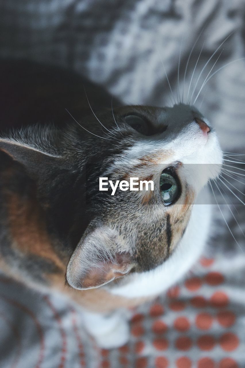 CLOSE-UP PORTRAIT OF CAT ON BLANKET