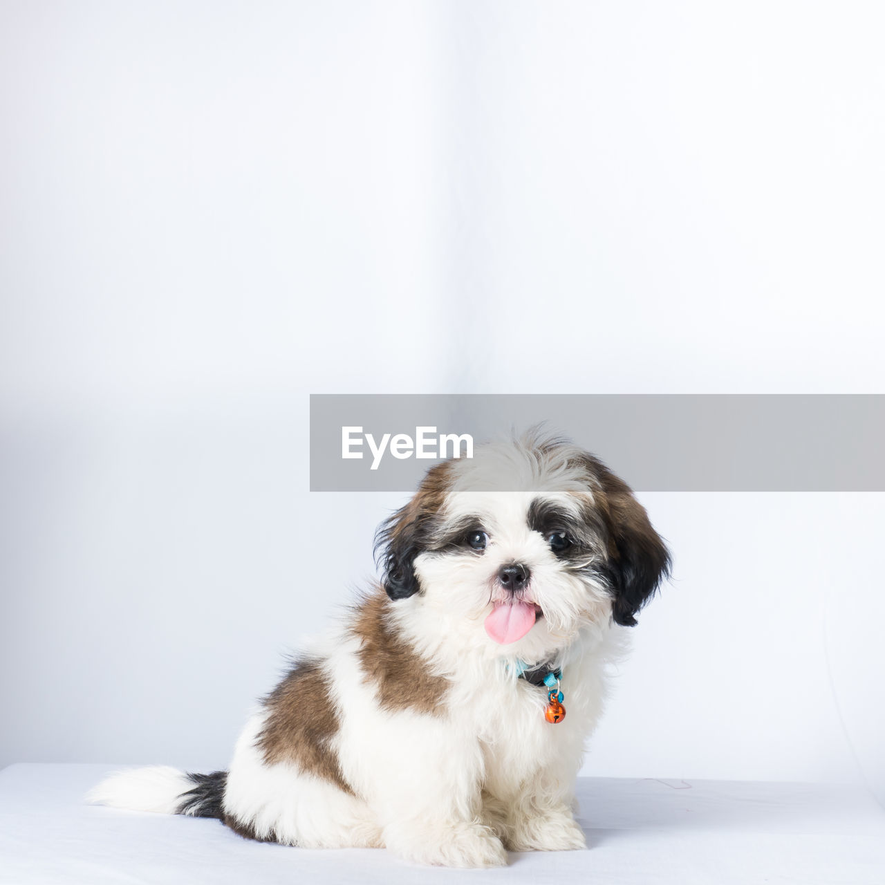 PORTRAIT OF A WHITE DOG OVER GRAY BACKGROUND