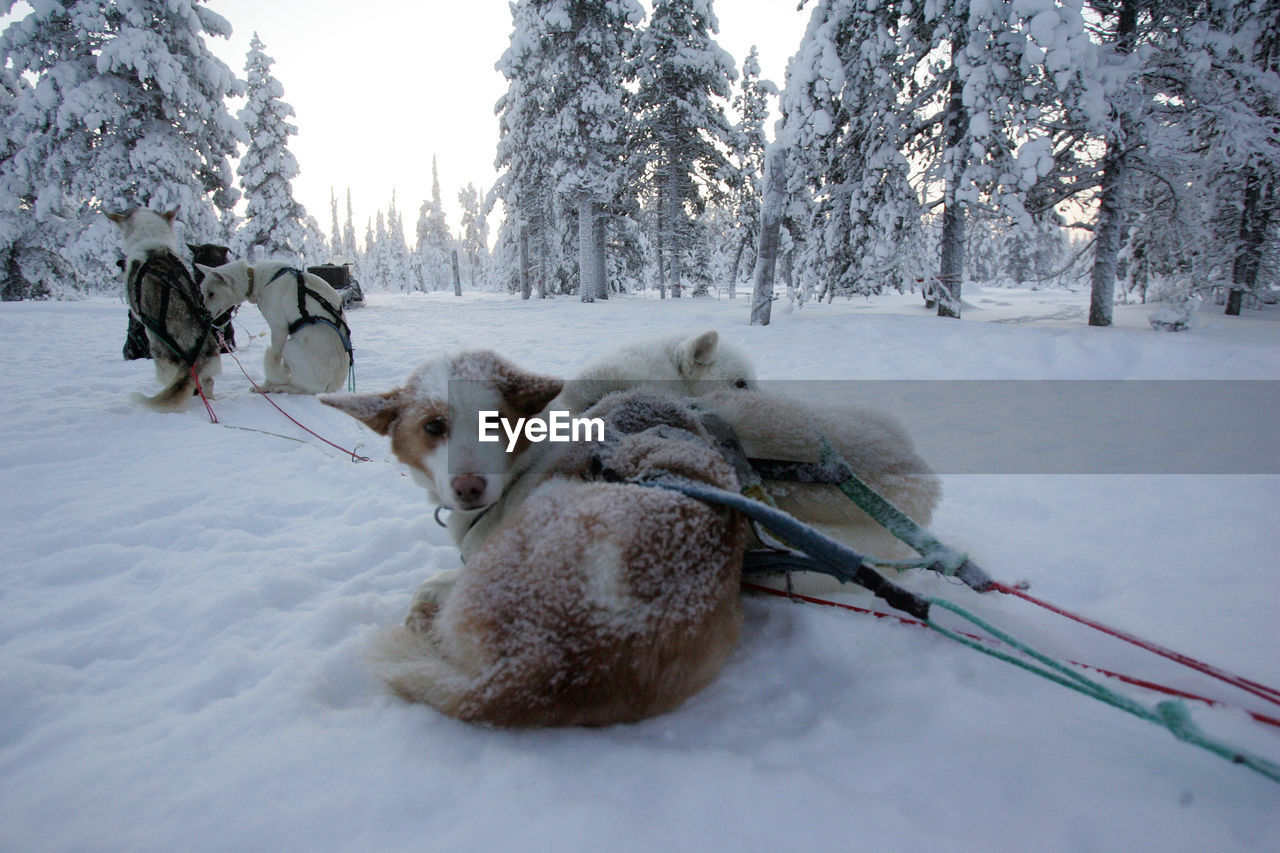 DOGS ON SNOW FIELD AGAINST SKY