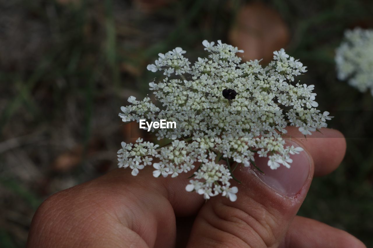 Cropped hand holding flowers