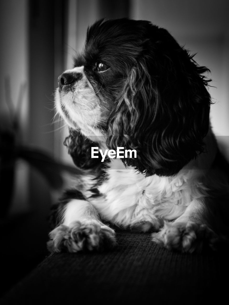 Close-up of a dog looking away