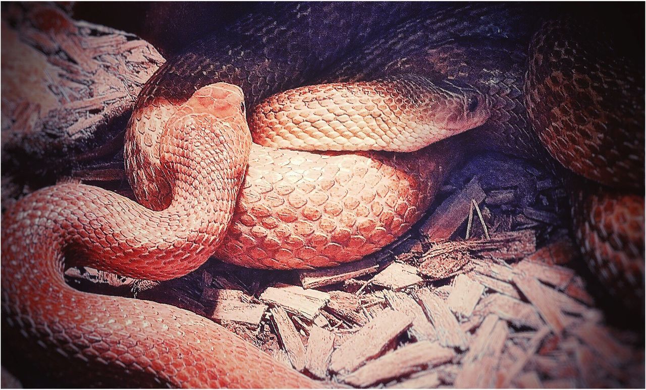 CLOSE UP OF SNAKE