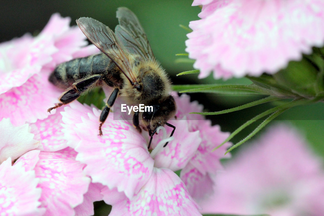 CLOSE-UP OF BUMBLEBEE ON PINK FLOWER