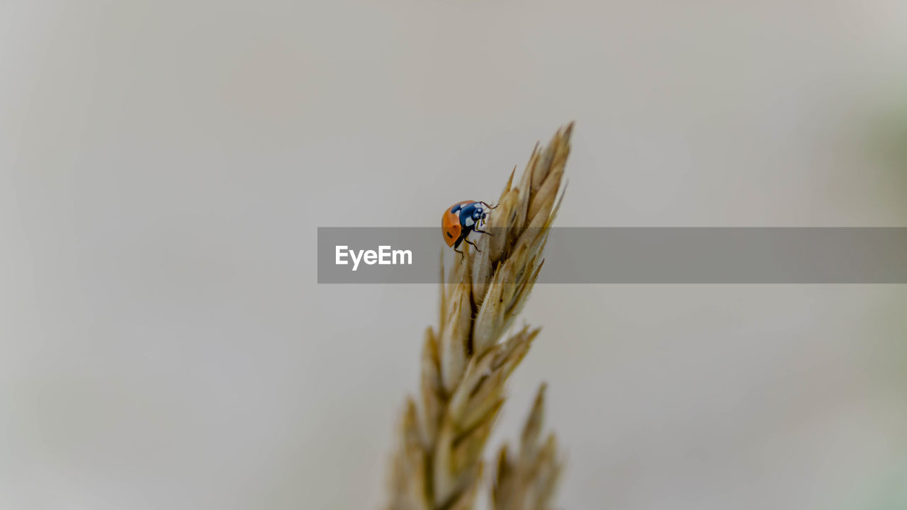 Close-up of ladybug on plant