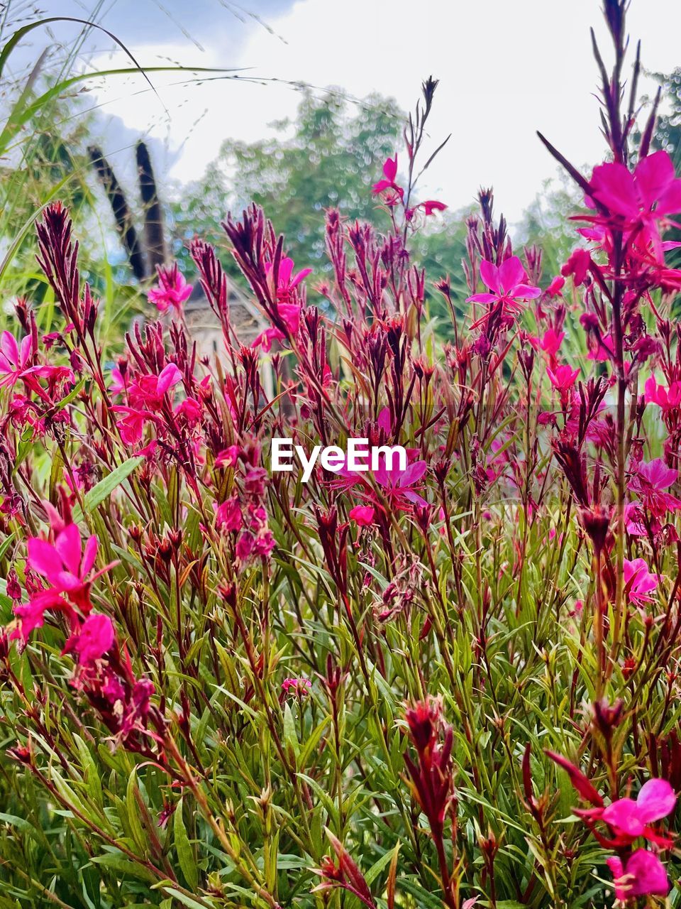 plant, flower, flowering plant, pink, beauty in nature, nature, growth, freshness, wildflower, sky, no people, meadow, land, field, day, fragility, outdoors, grass, close-up, environment, tranquility, landscape, multi colored, purple, blossom, springtime, magenta, prairie, botany