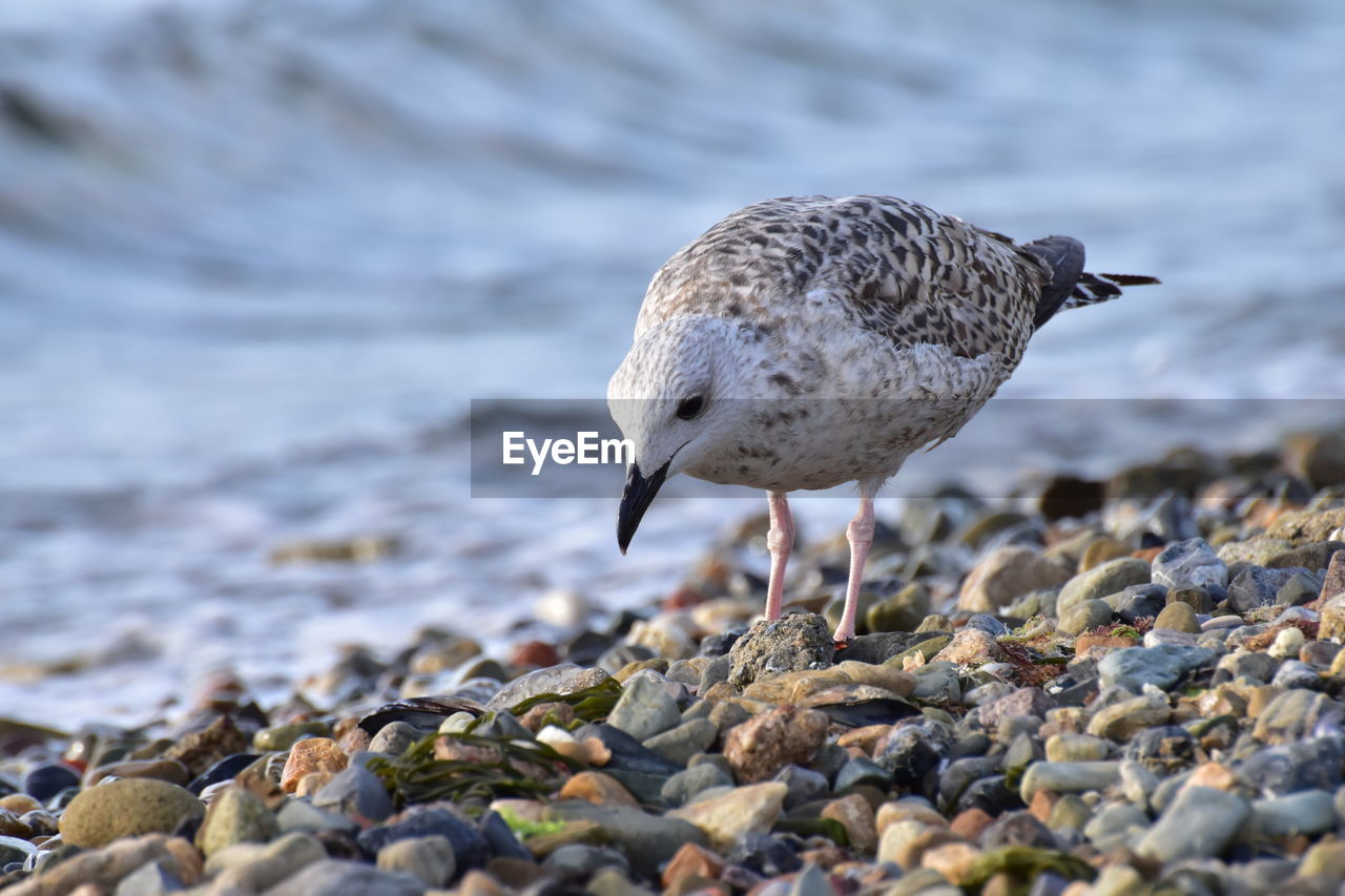 High angle view of seagull on beach