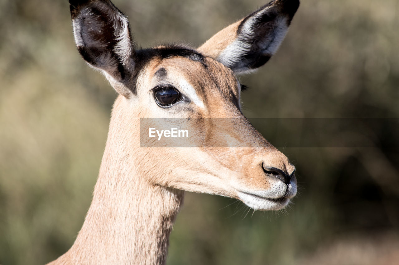 CLOSE-UP OF A GIRAFFE