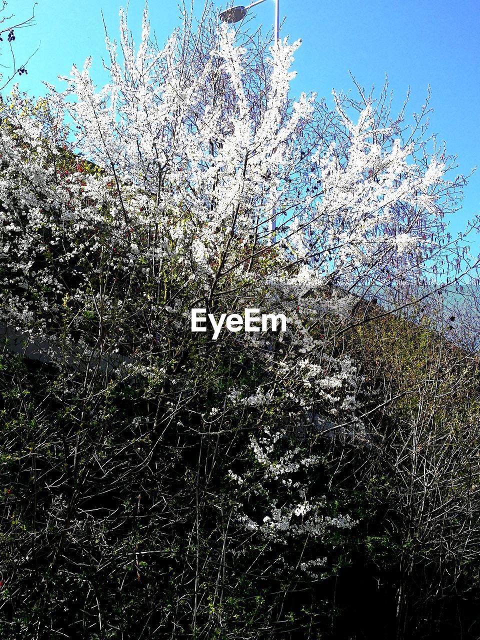 LOW ANGLE VIEW OF FLOWERING TREE AGAINST SKY