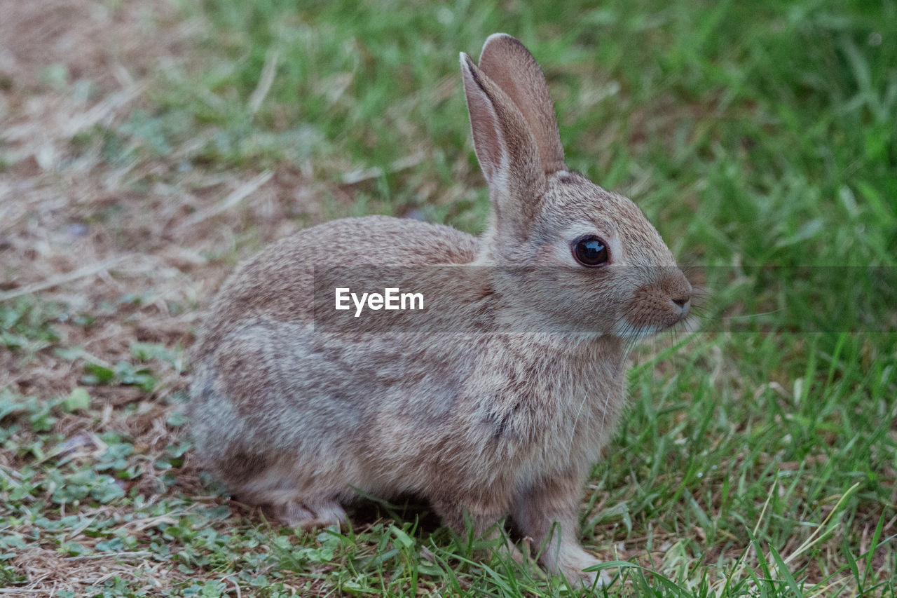 CLOSE-UP OF A YOUNG ANIMAL ON LAND