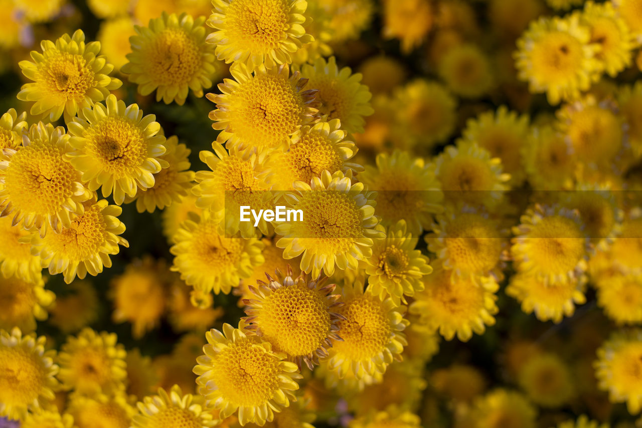 CLOSE-UP OF YELLOW FLOWERS