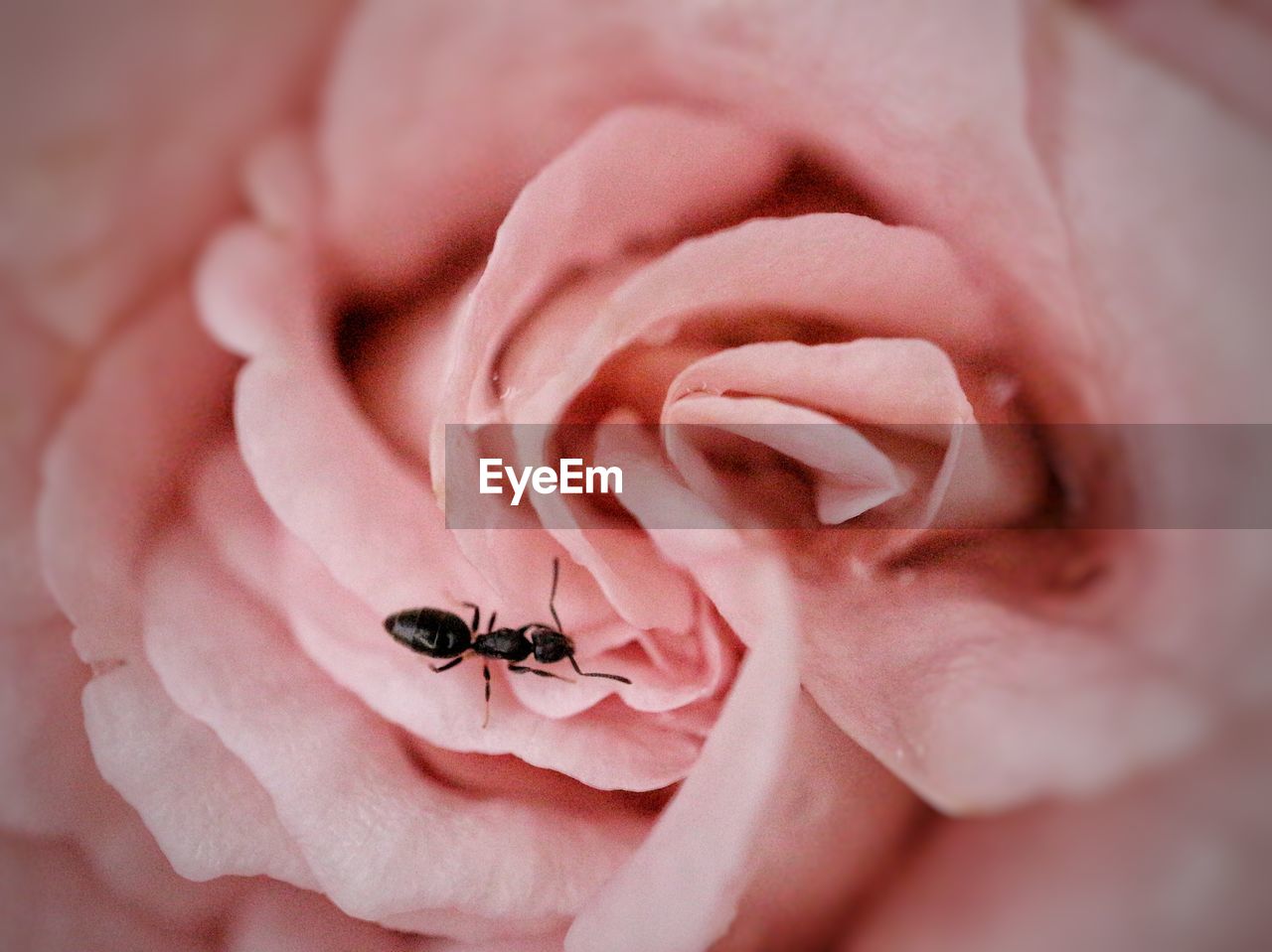 CLOSE-UP OF AN INSECT ON PINK ROSE