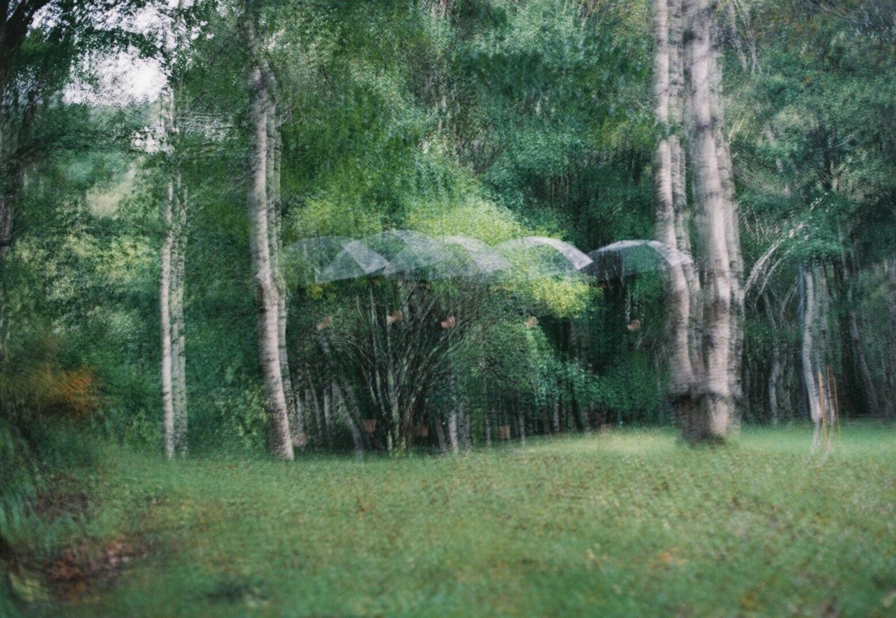 VIEW OF TREES IN FOREST