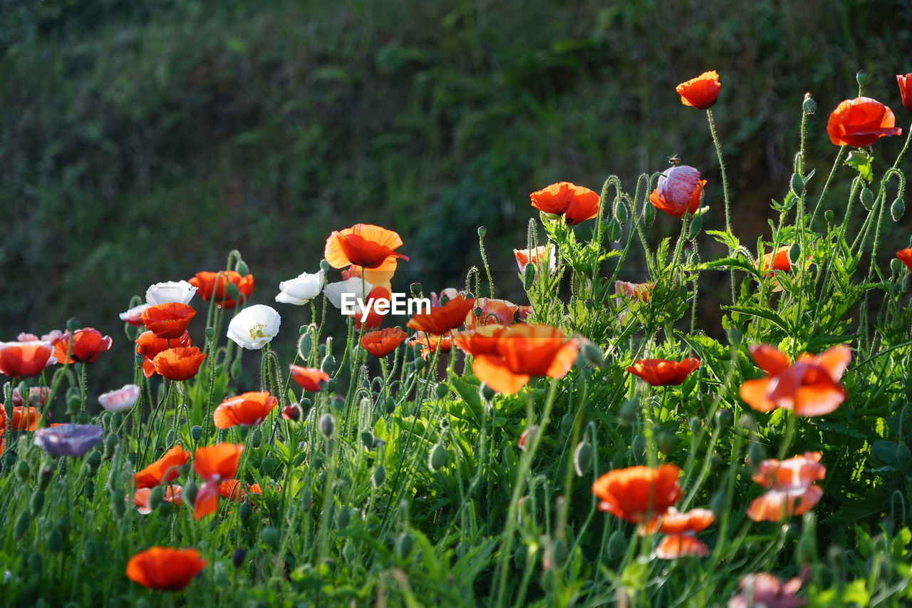 Close-up of poppy flowers growing on field