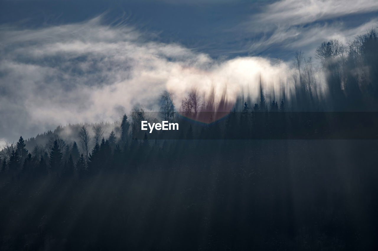 SCENIC VIEW OF FOREST AGAINST SKY DURING WINTER