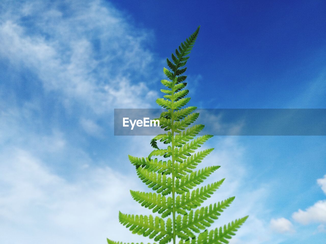 Low angle view of fern plant against sky