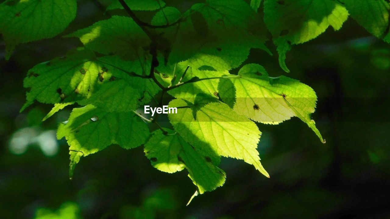 CLOSE-UP OF LEAVES