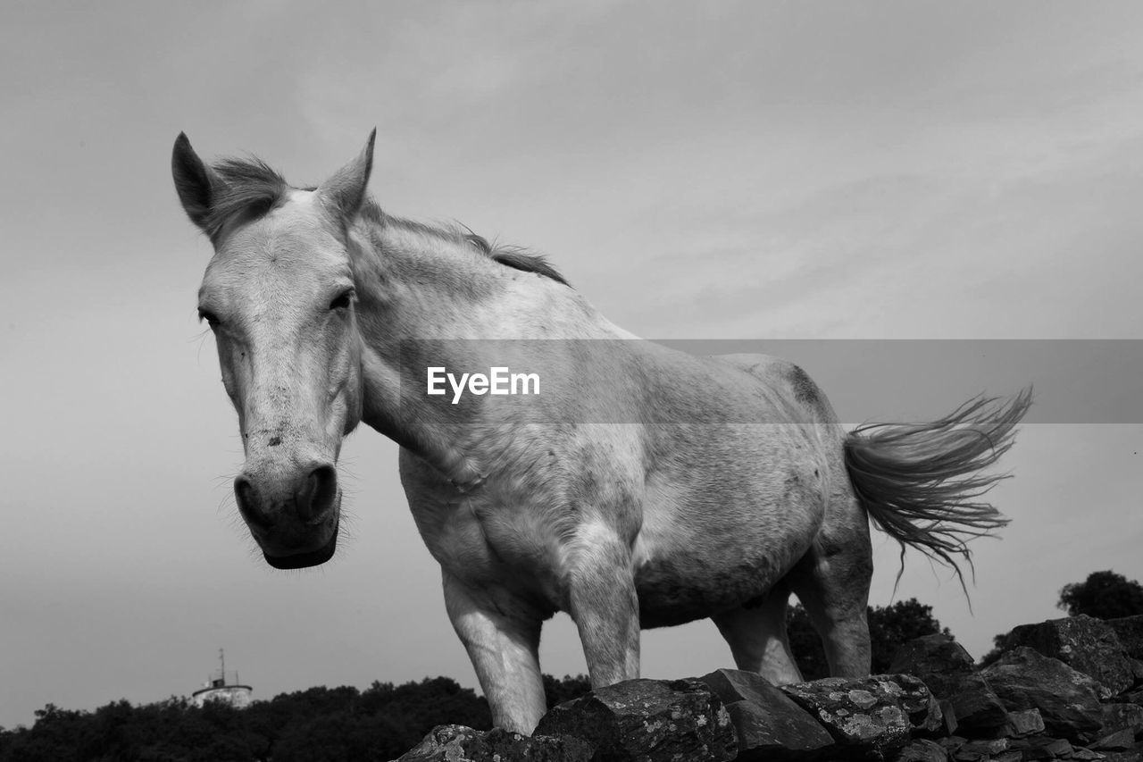 Low angle view of horse standing by rock formation against sky