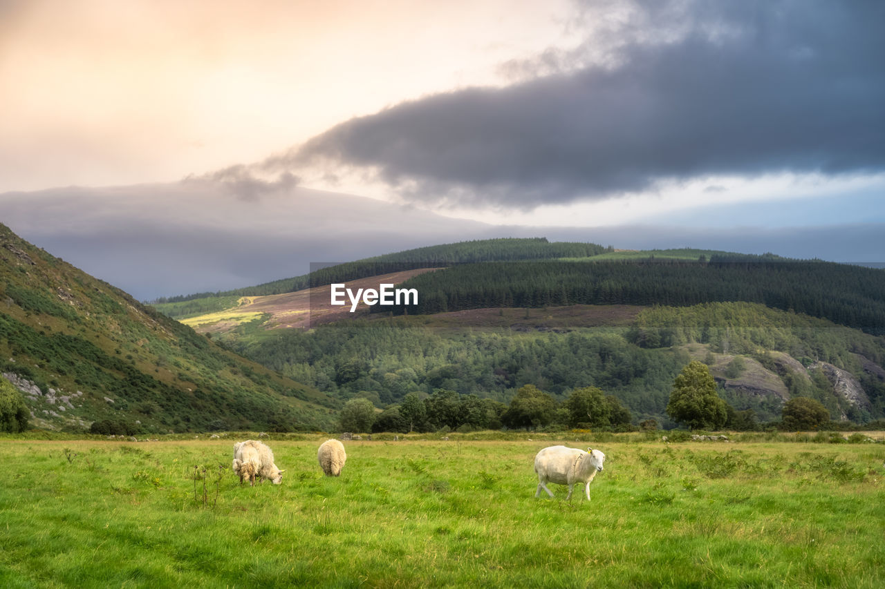 Flock of sheep grazing on green field, lough dan valley, wicklow mountains, ireland