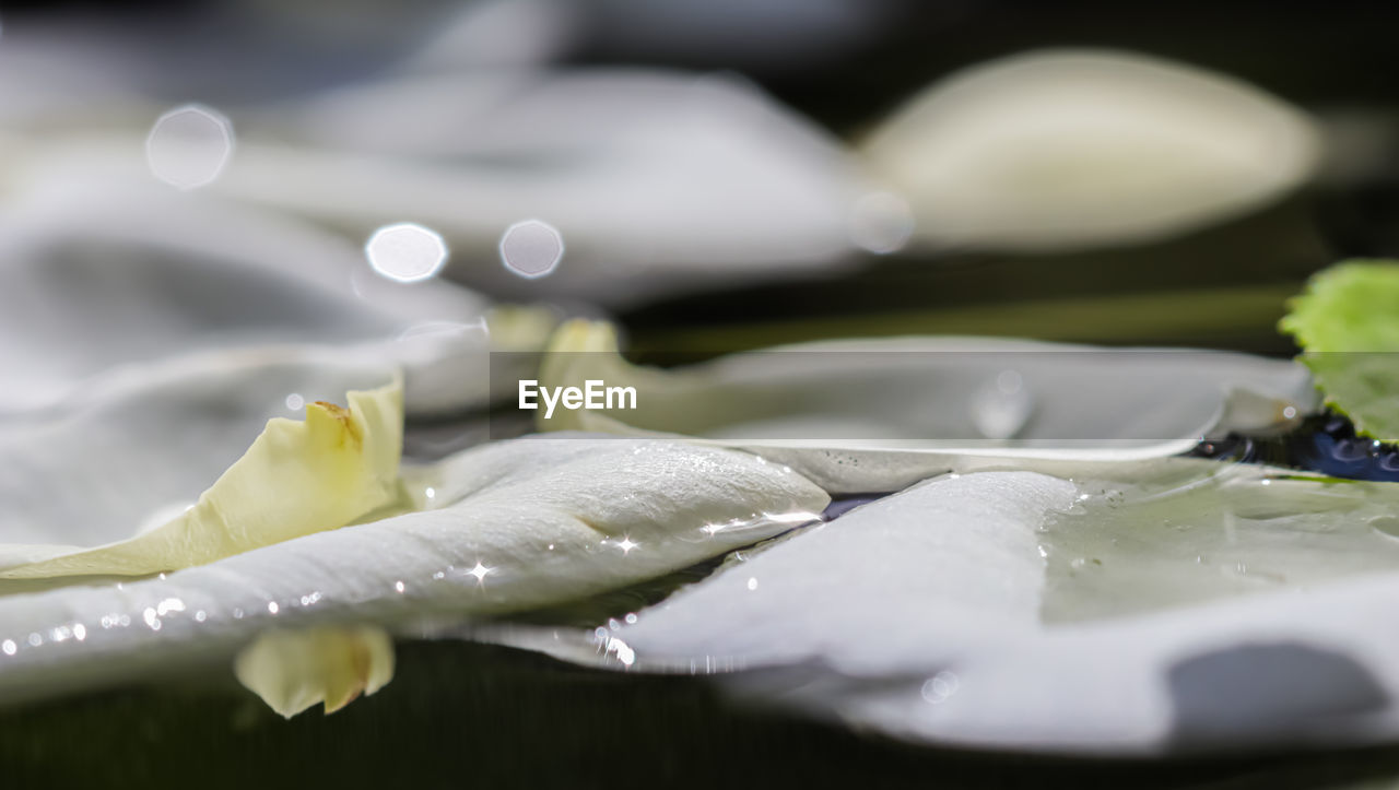 macro photography, close-up, flower, freshness, food and drink, food, green, leaf, no people, water, selective focus, healthy eating, wellbeing, indoors, nature, white, drop, plant, vegetable, petal
