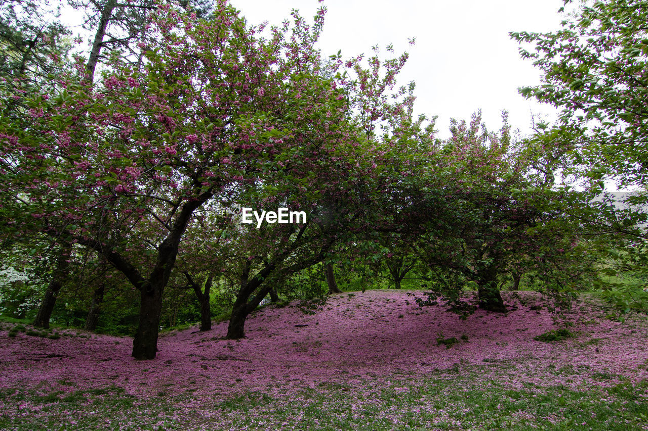 SCENIC VIEW OF PINK FLOWERING TREES