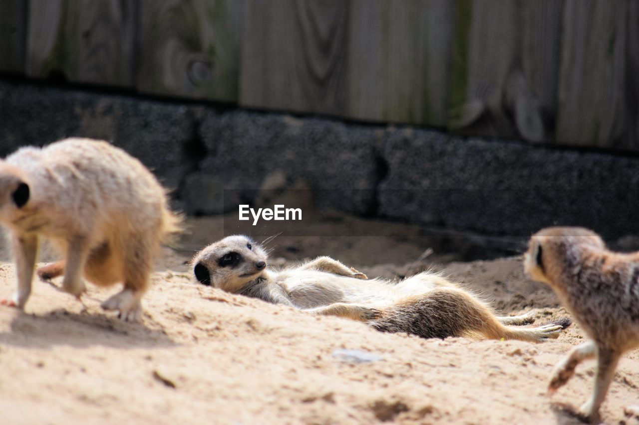 Meerkats on field