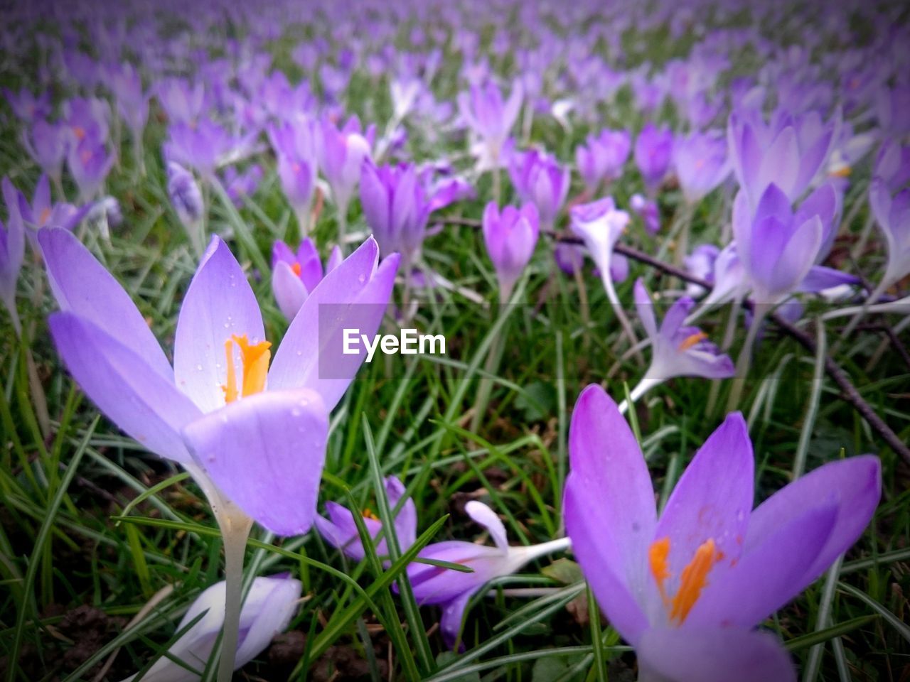 Close-up of purple flowers blooming in field