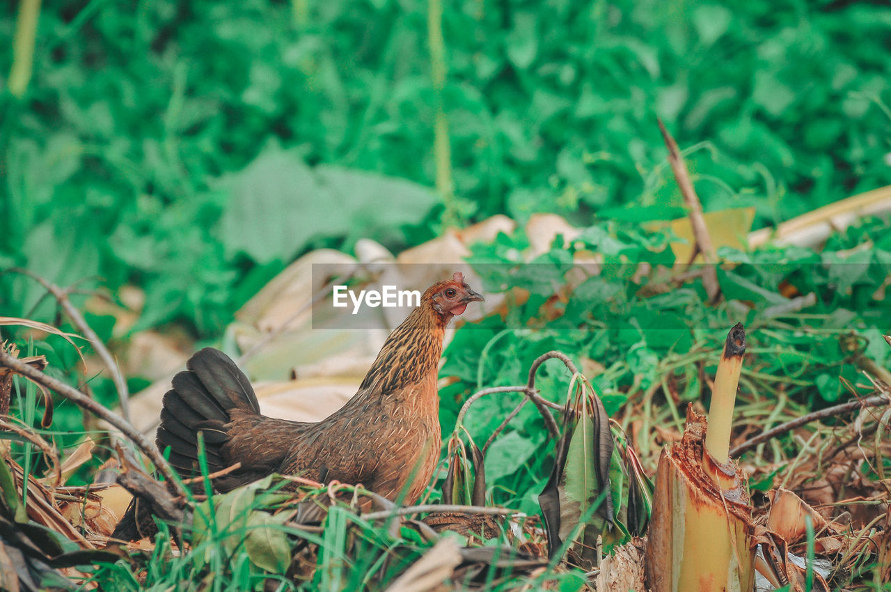 VIEW OF BIRDS ON LAND