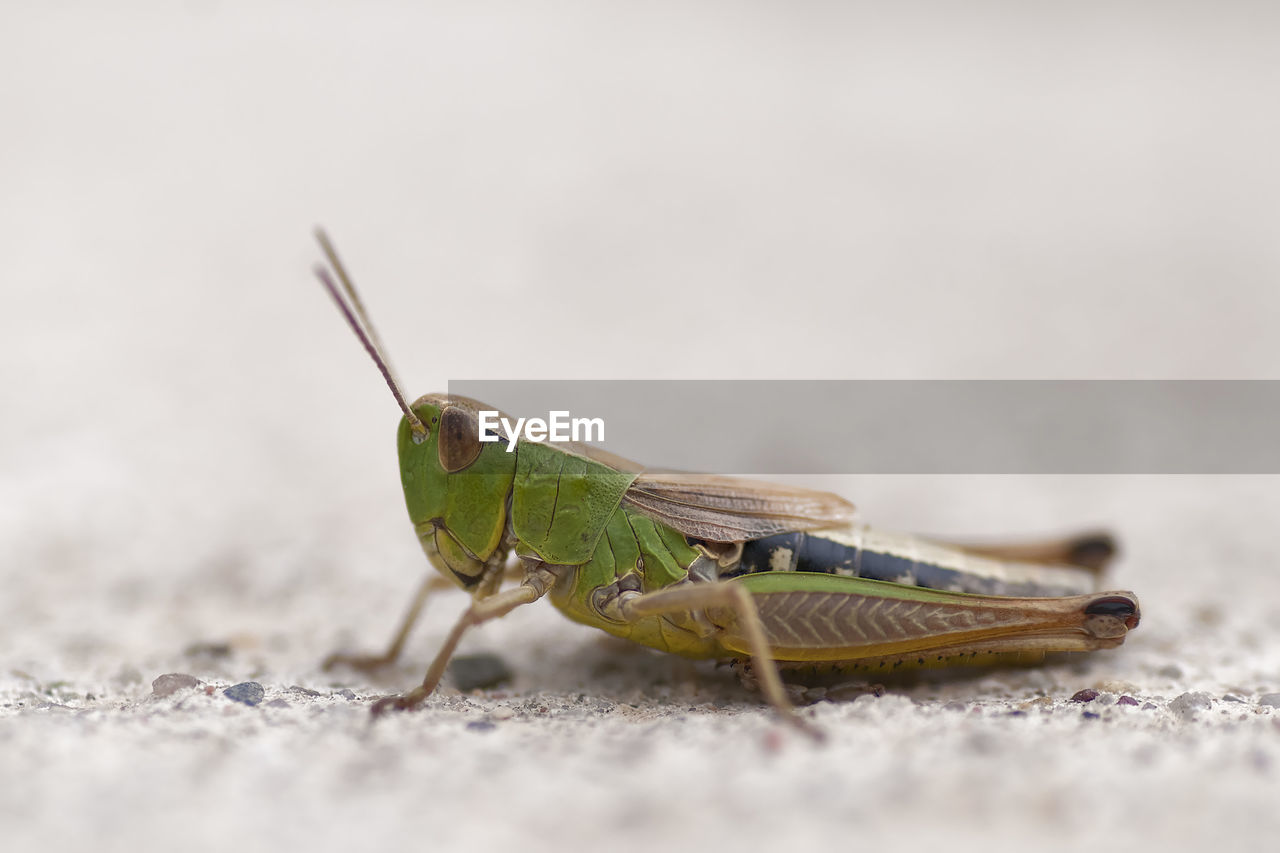 Close-up of grasshopper on surface