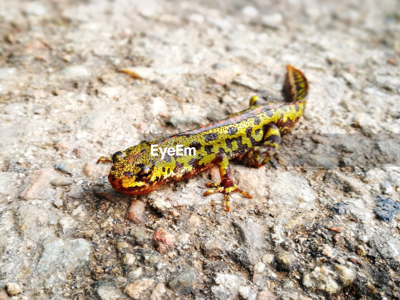 Close-up of salamander on rock