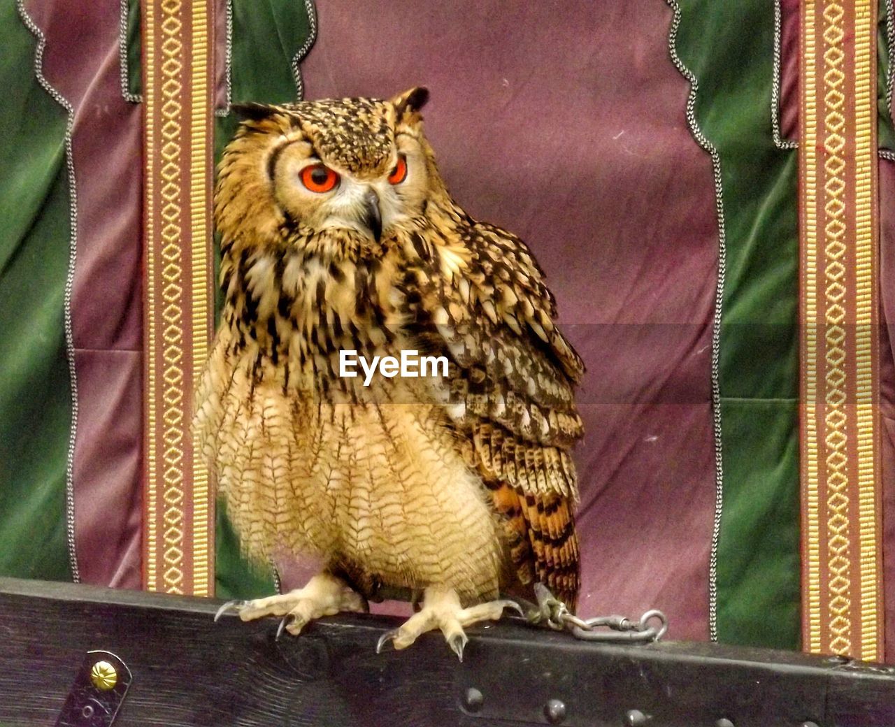 Owl at market looking away