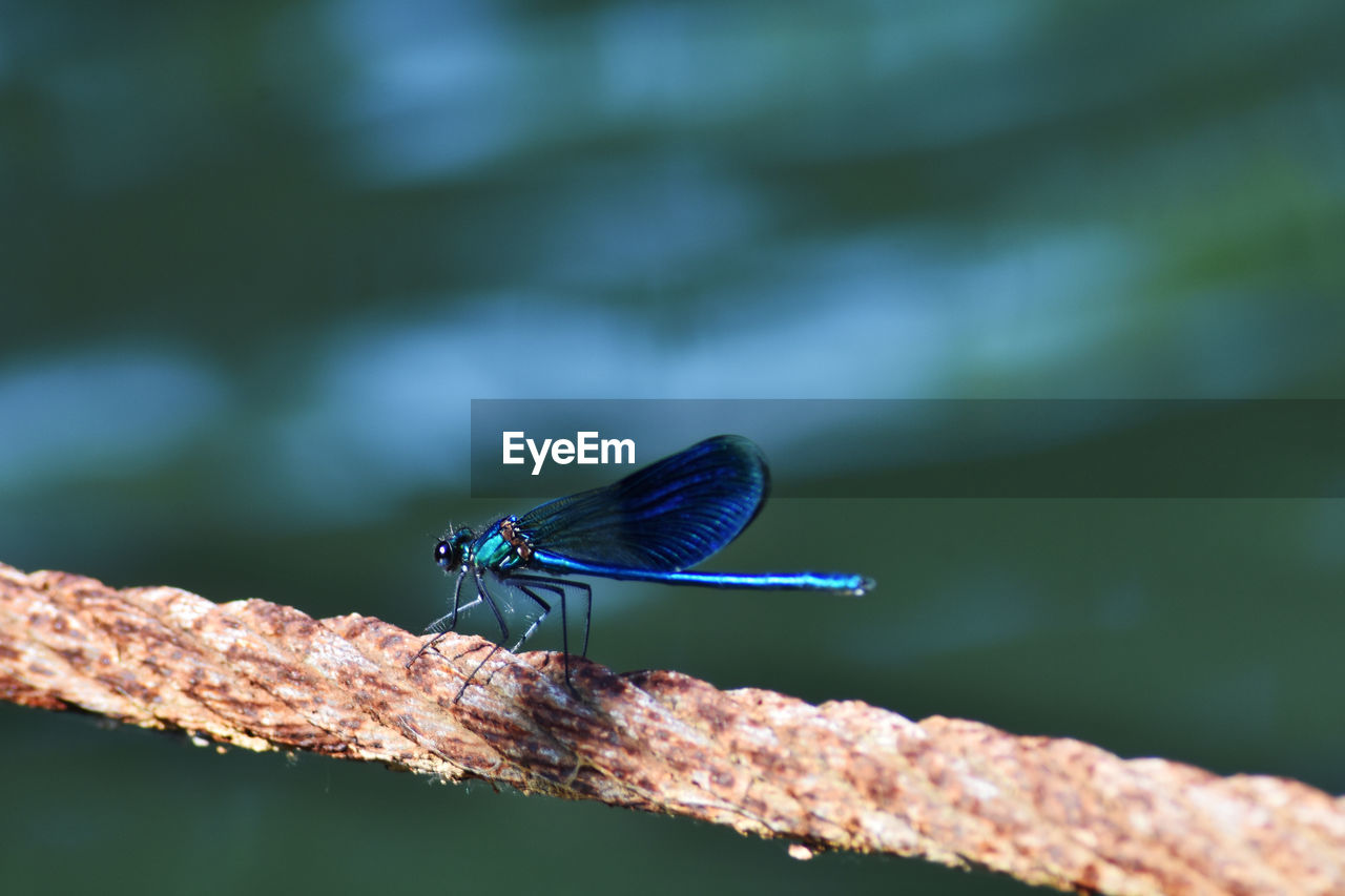 CLOSE-UP OF DRAGONFLY