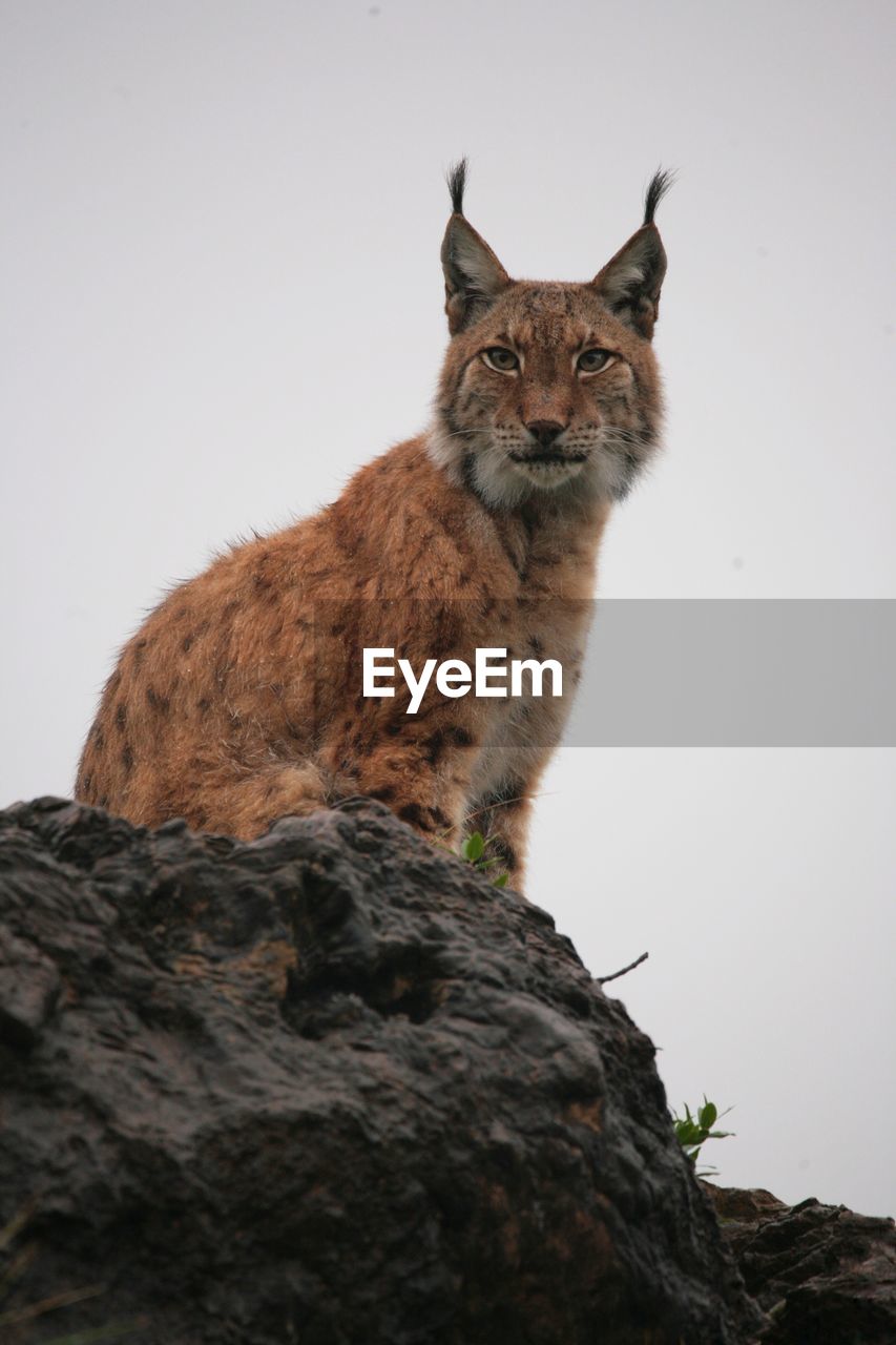 Low angle view of cat on rock against sky