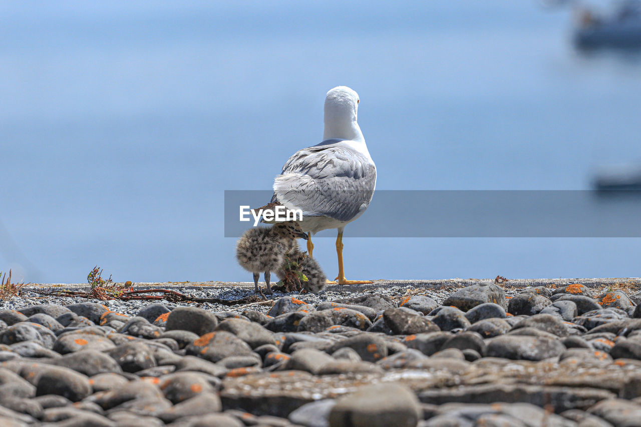 Mother seagull with two babies