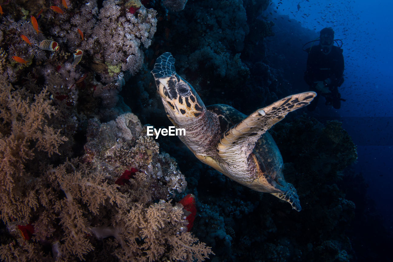 High angle view of turtle swimming in sea