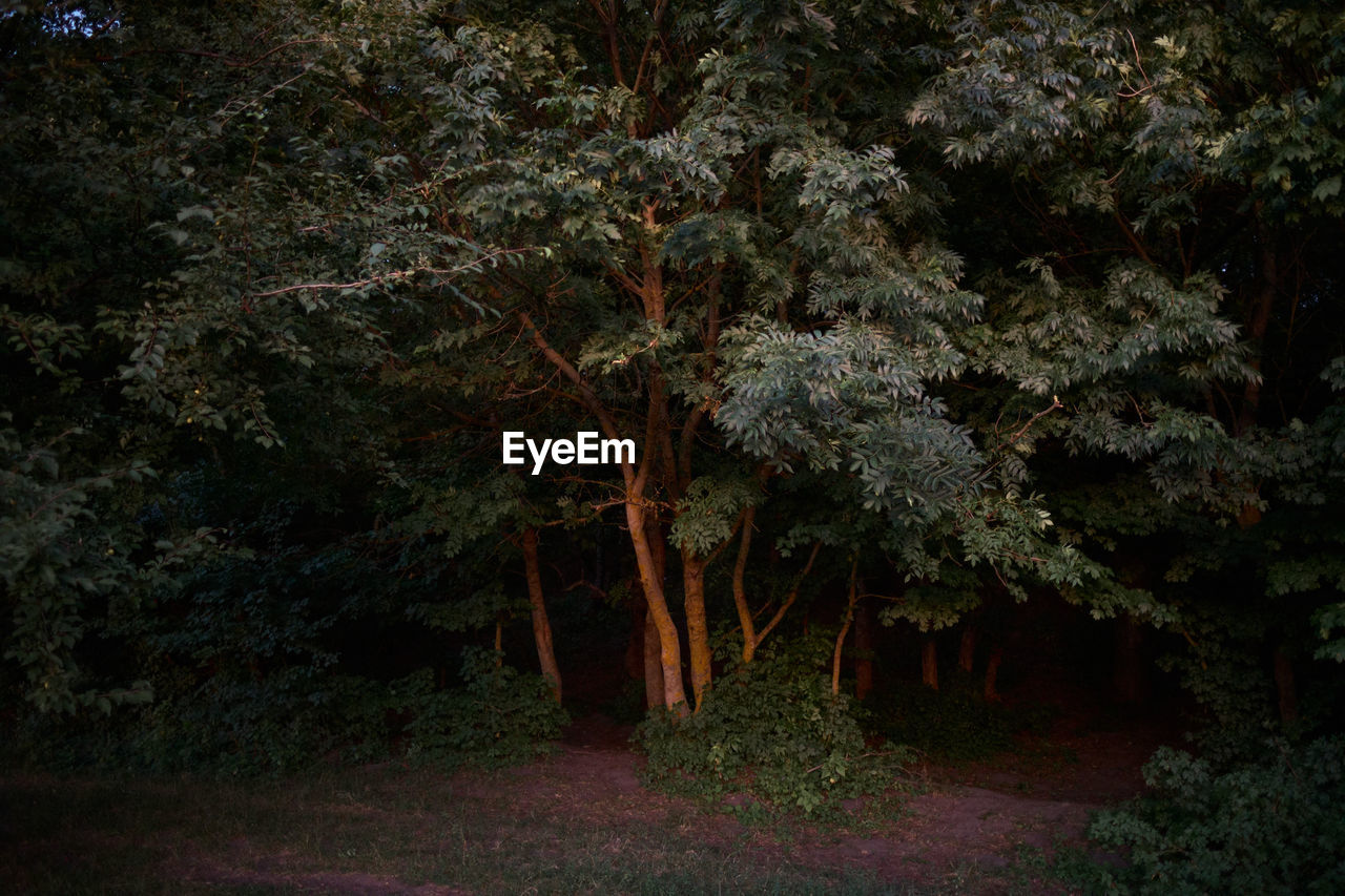 Trees in forest at night