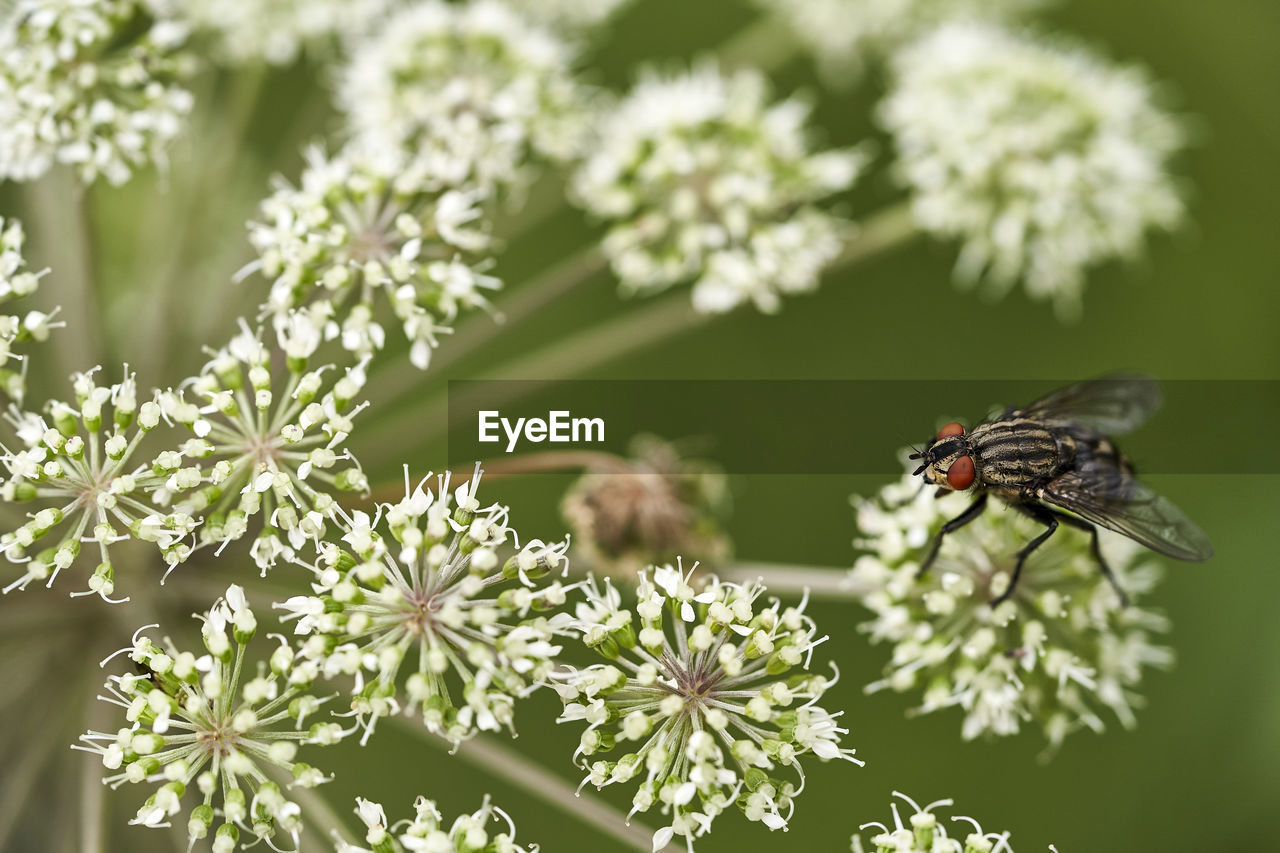 CLOSE-UP OF BUTTERFLY POLLINATING FLOWER