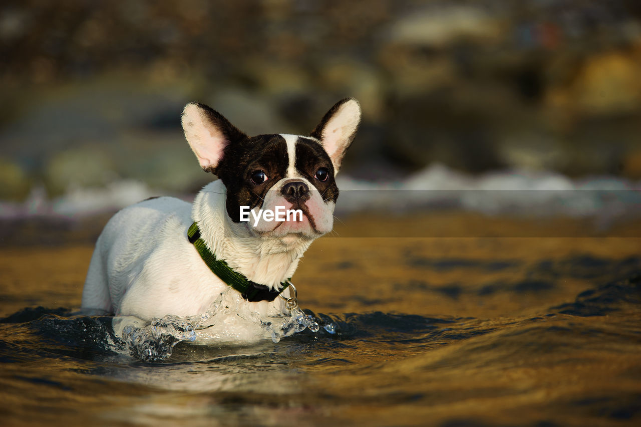 Portrait of a dog on sand