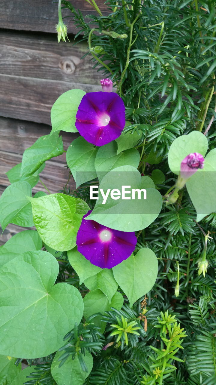 HIGH ANGLE VIEW OF PURPLE FLOWERING PLANTS